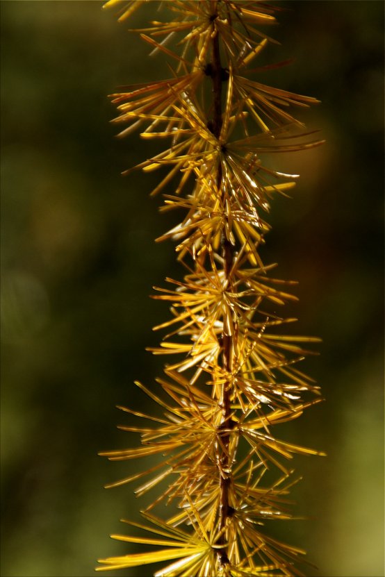 Das Flüstern der Bäume Das Flüstern der Bäume (Bildquelle: Living and Green)