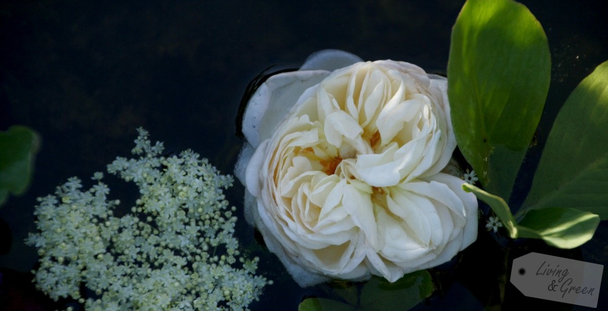 Rosenkavalier *Ein Obelisk aus Holz selbst gebaut* - Rose