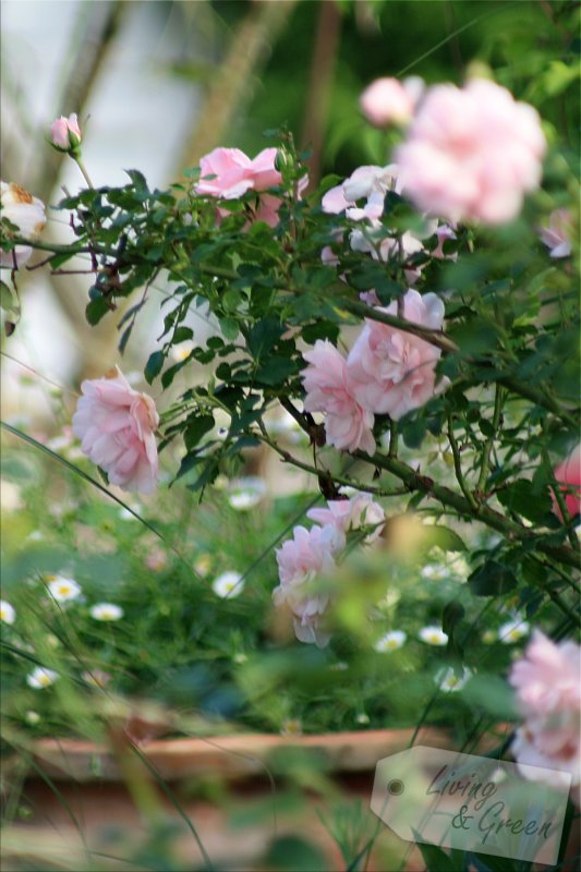 Rosenkavalier *Ein Obelisk aus Holz selbst gebaut* - Rose