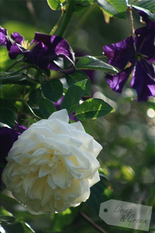 Rosenkavalier *Ein Obelisk aus Holz selbst gebaut* - Rose und Clematis