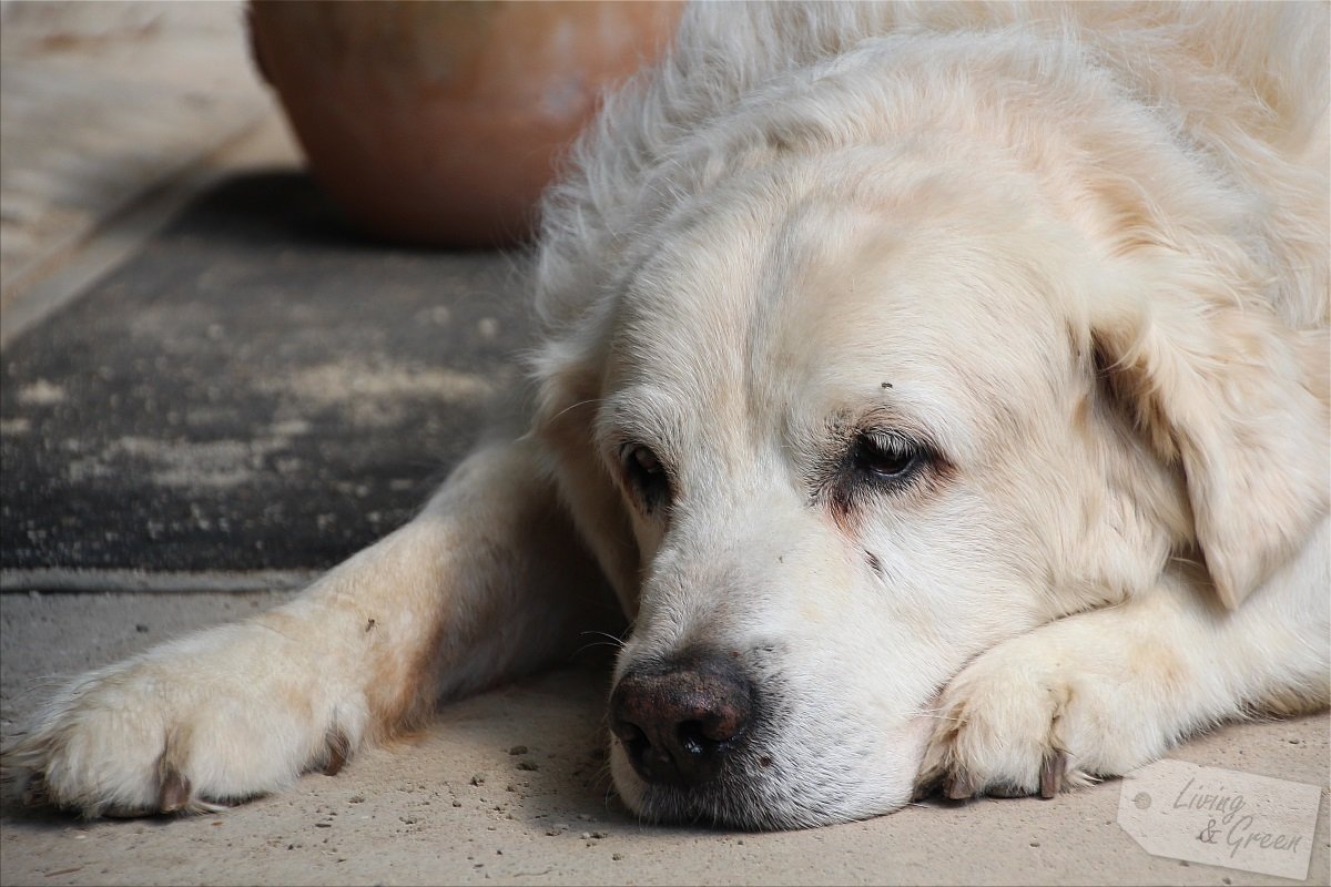 Hello Pumpkin *Beton-Kürbis-DIY* - Hund