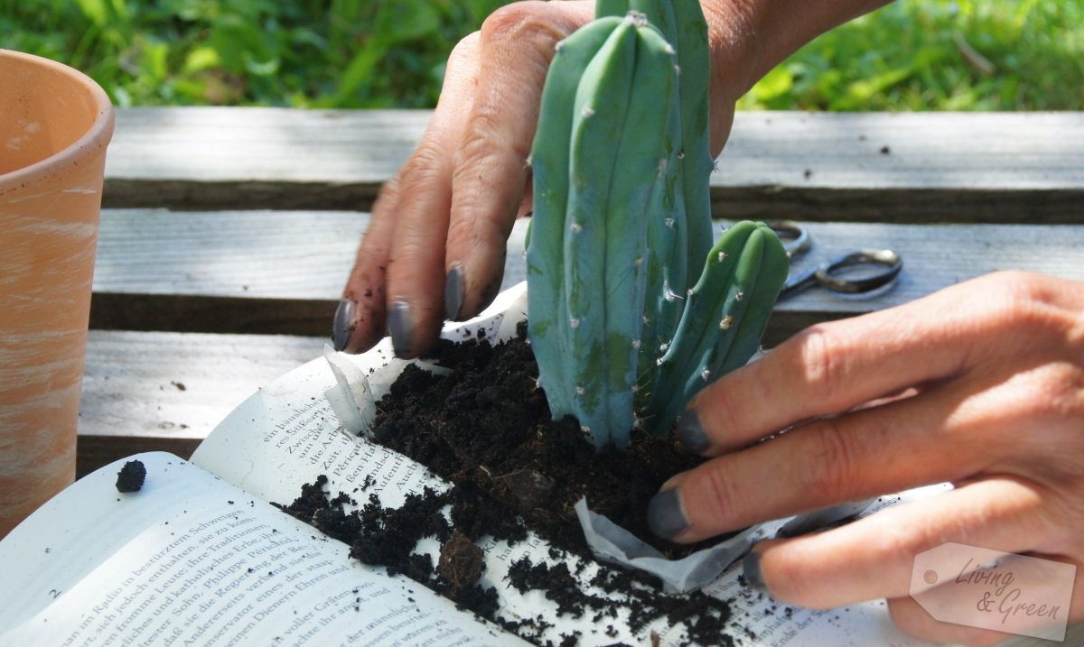 Blickfang *Book Planter DIY* - Book Planter DIY