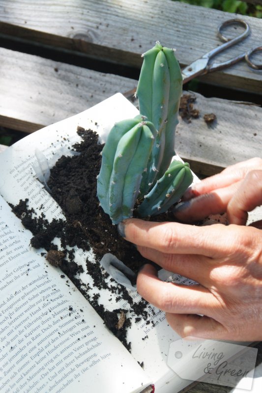 Blickfang *Book Planter DIY* - Book Planter DIY