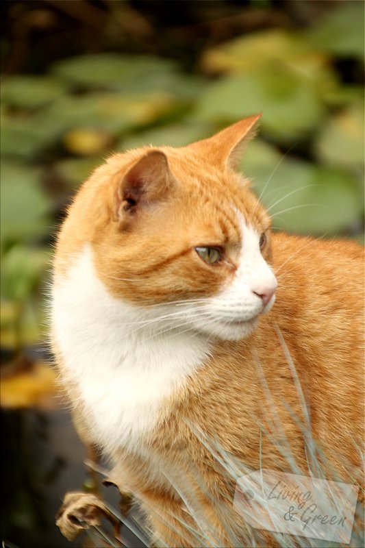 Schön versteckt *Sichtschutz im Garten* - Katze im Garten