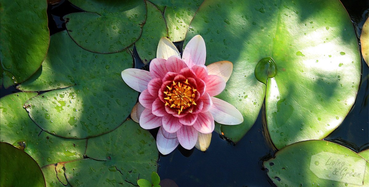 Der Gartenteich *Eine Entstehungsgeschichte* - Seerose im Gartenteich