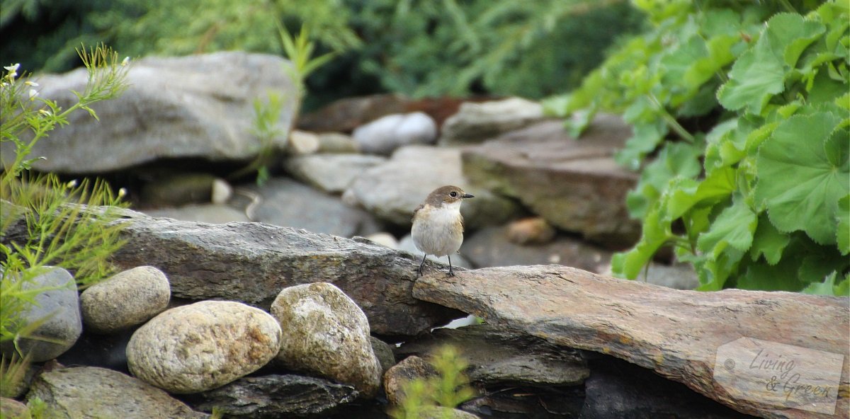 Der Gartenteich *Eine Entstehungsgeschichte* - Vogel am Gartenteich