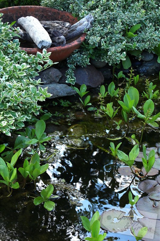 Der Gartenteich *Eine Entstehungsgeschichte* - Gartenteiche über vier Ebenen Bauanleitung