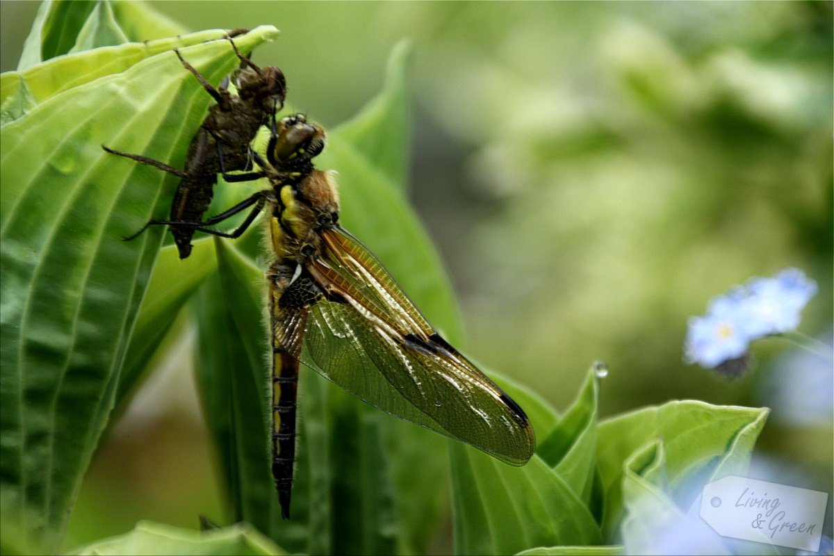 Der Gartenteich *Eine Entstehungsgeschichte* - Libelle nach dem Schlüpfen