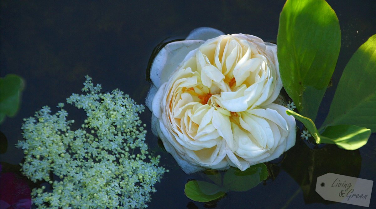 Der Gartenteich *Eine Entstehungsgeschichte* - Rose und Hollunder im Gartenteich