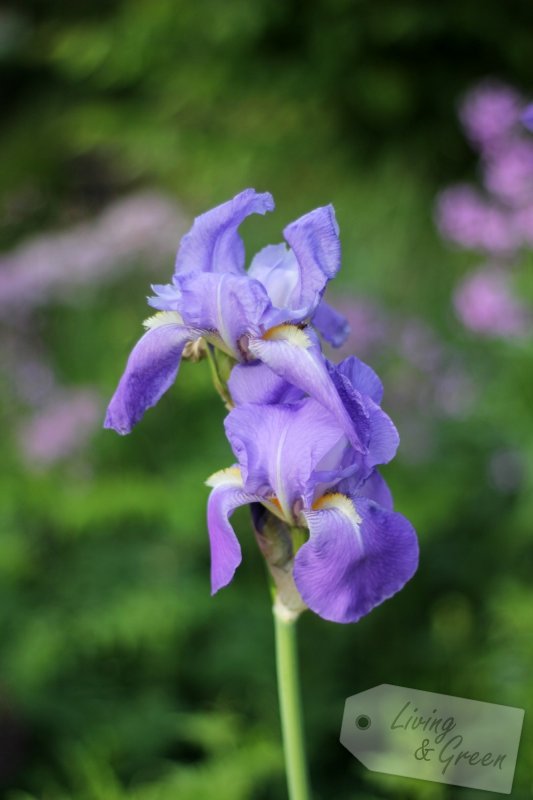 Die Farbe Lila - Schwertlilie