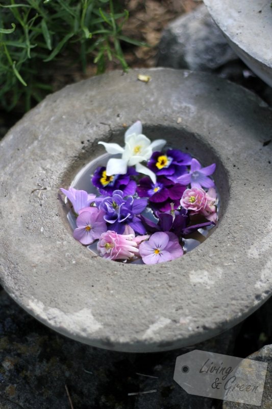 Die Farbe Lila - Betonschale mit Blumen