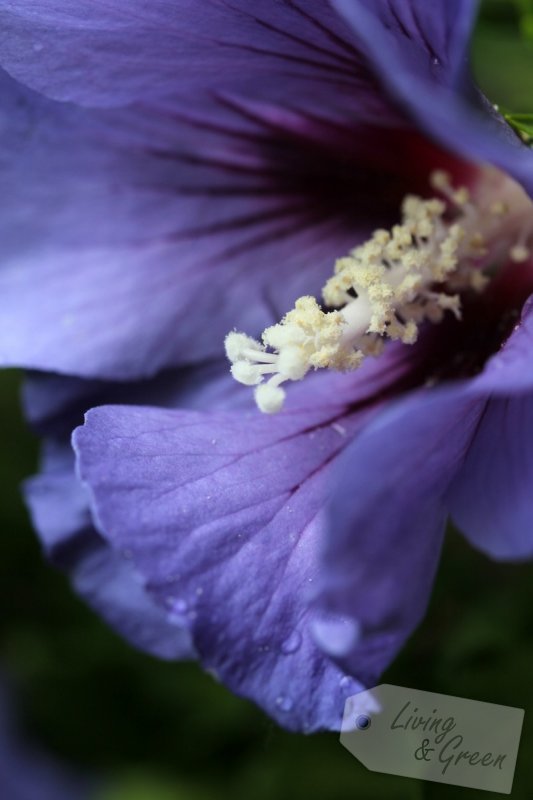 Die Farbe Lila - Hibiskus