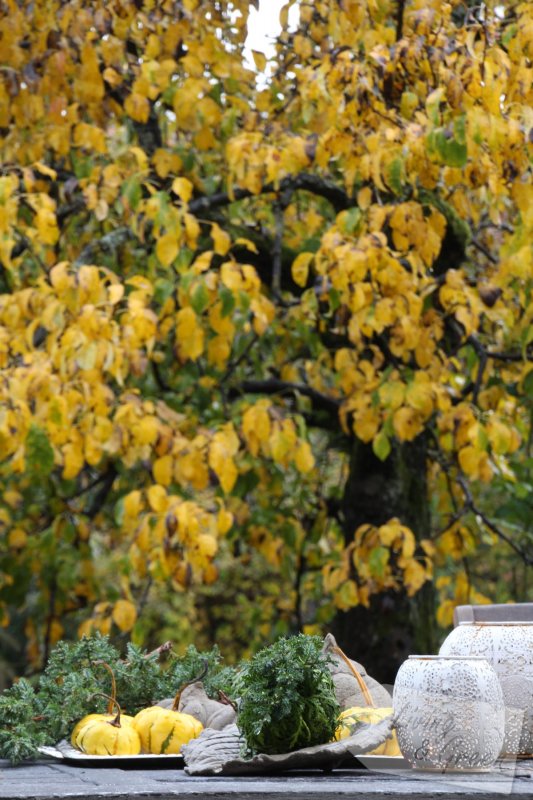 Vorhang auf! Laubbäume als Ergänzung zu Sonnenschirm und Co - Birnenbaum Herbstfärgung