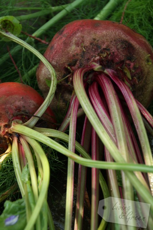 Im Porträt: * Tonda di Chioggia * - Tonda di Chioggia