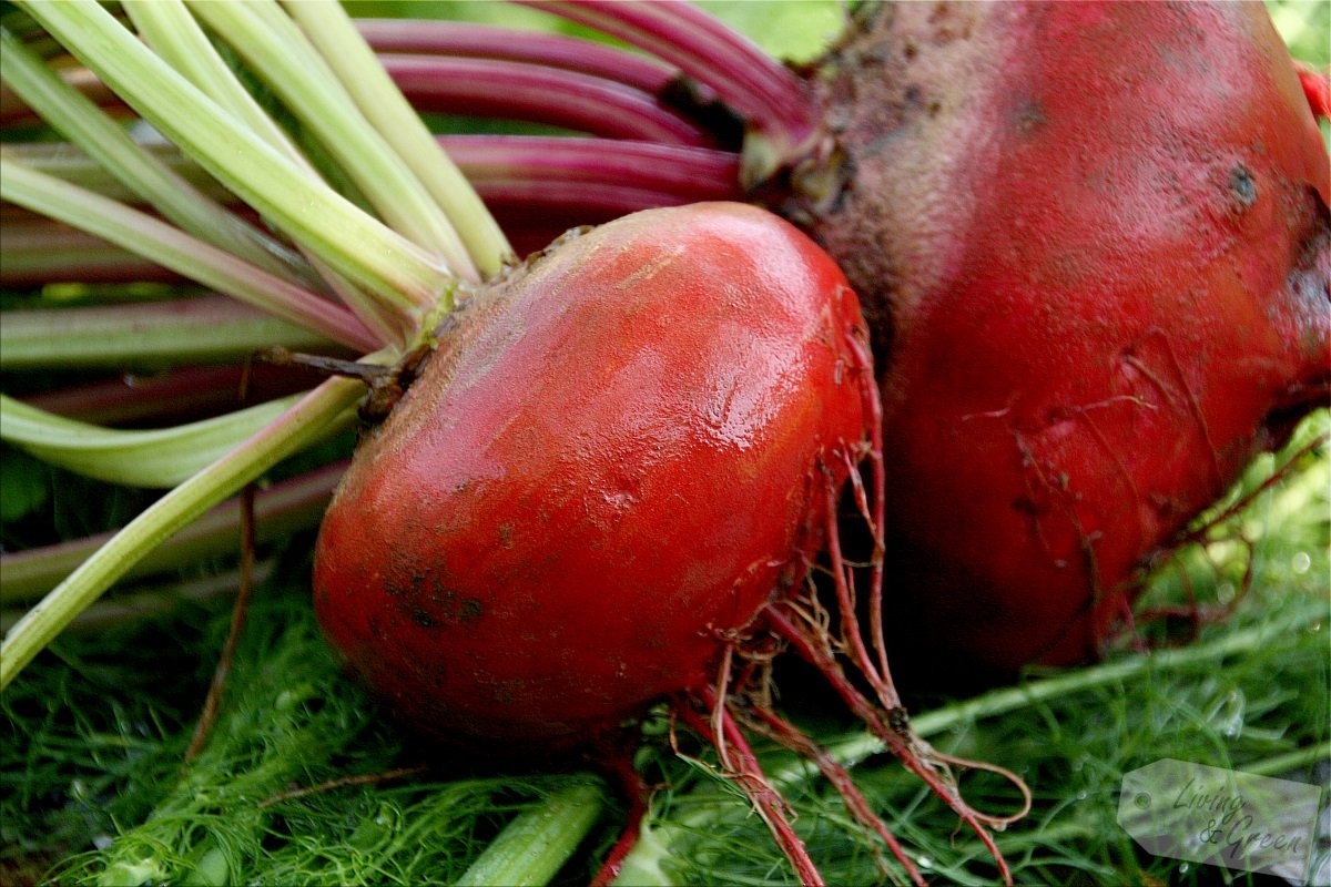 Im Porträt: * Tonda di Chioggia * - Tonda di Chioggia