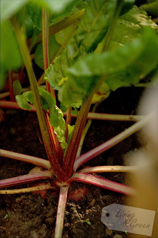 Im Porträt: * Tonda di Chioggia * - Tonda di Chioggia