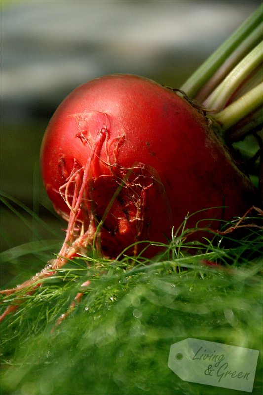 Im Porträt: * Tonda di Chioggia * - Tonda di Chioggia