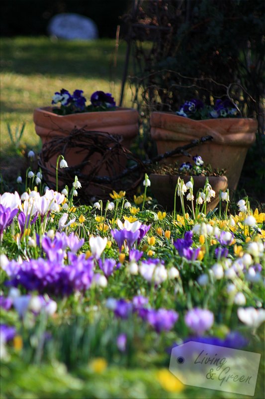 Wake up, garden! Wake up!  - Krokuswiese