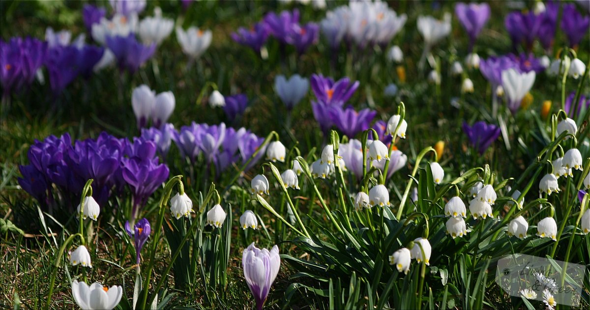 Wake up, garden! Wake up!  - Krokuswiese