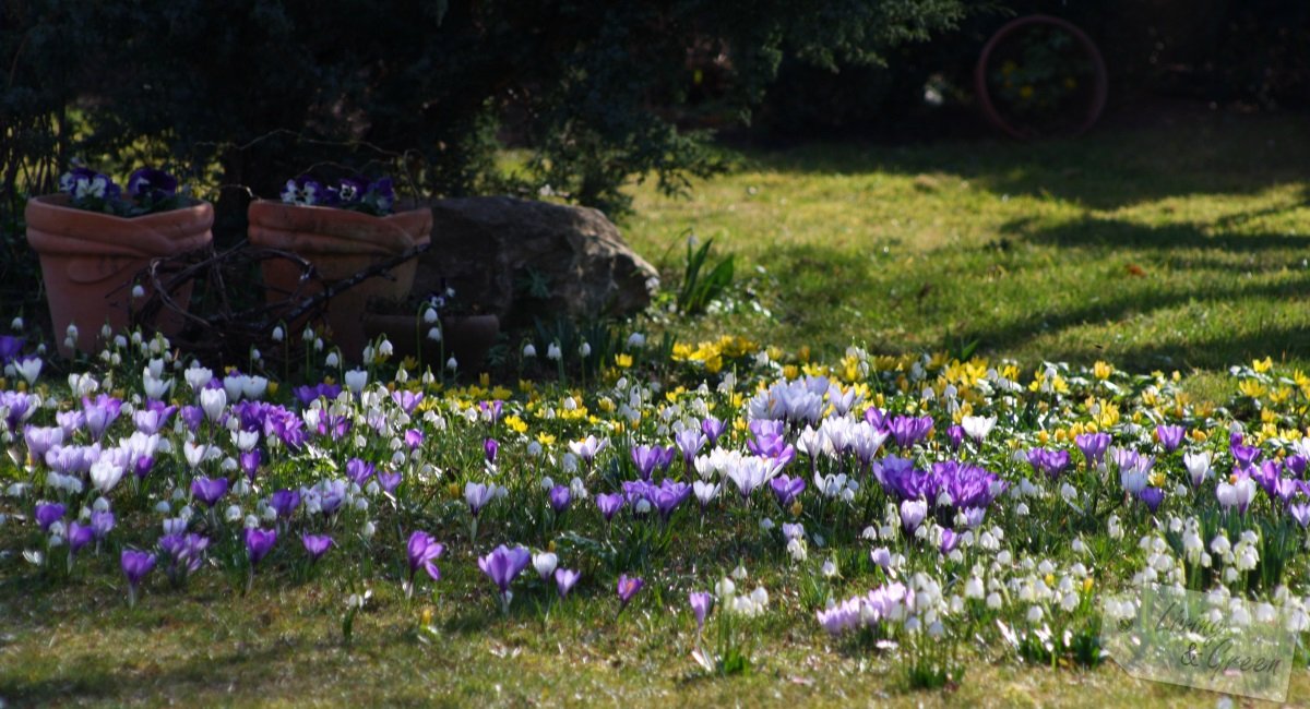 Wake up, garden! Wake up!  - Krokuswiese