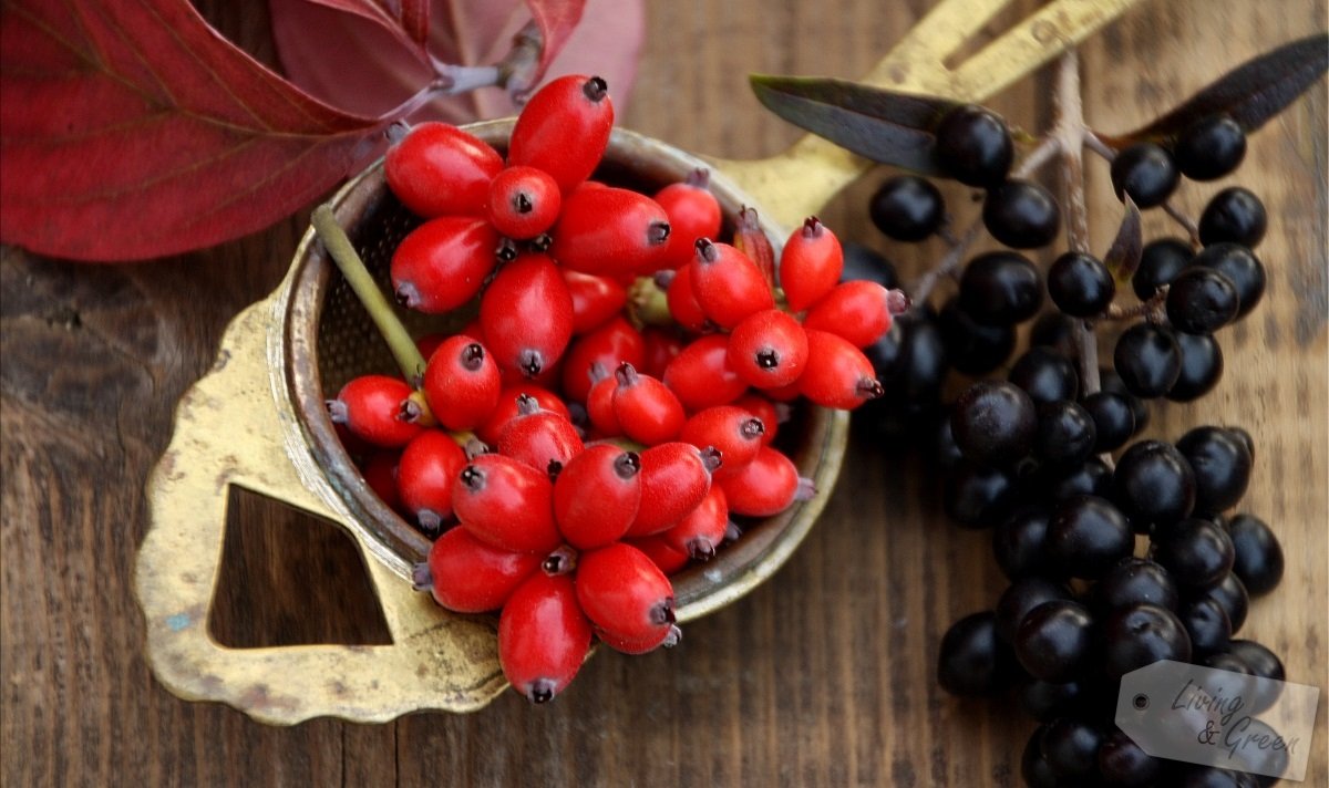 Altweibersommer - Indian Summer - Beeren