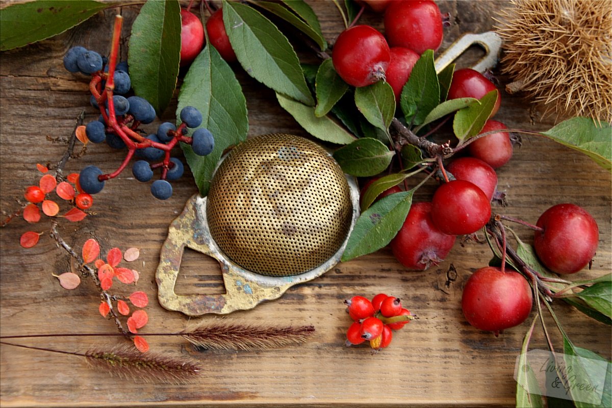 Altweibersommer - Indian Summer - Beeren und Früchte