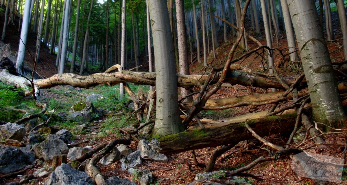 Das Flüstern der Bäume - Wald