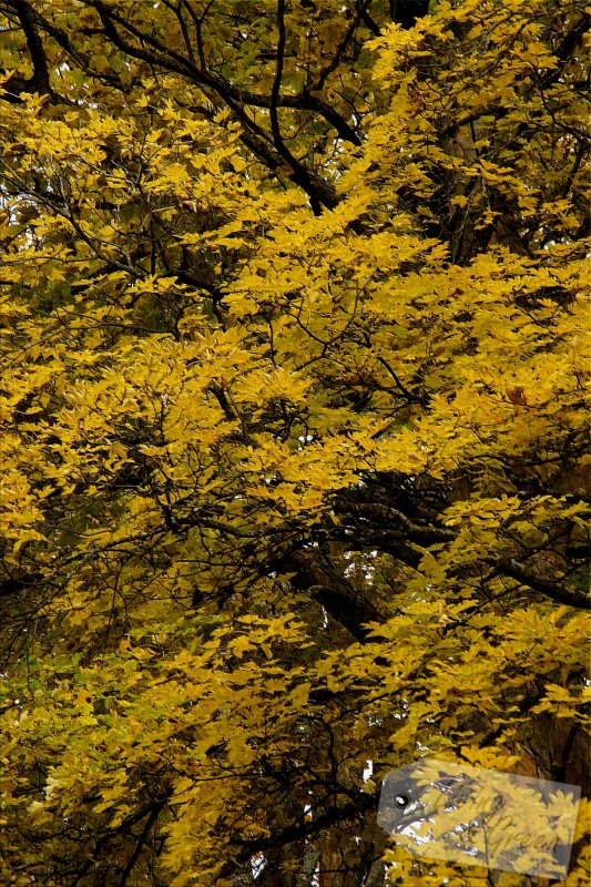 Das Flüstern der Bäume - Ahorn Herbst