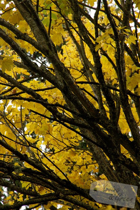 Das Flüstern der Bäume - Ahorn Herbst