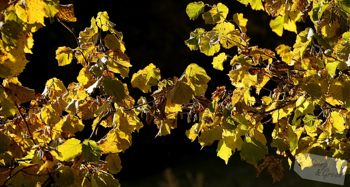 Das Flüstern der Bäume - Herbstlaub