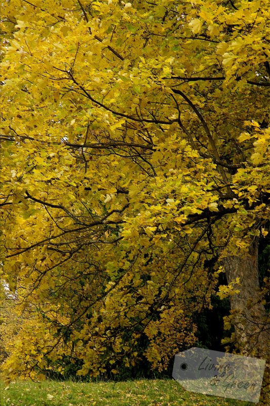 Das Flüstern der Bäume - Ahorn Herbst