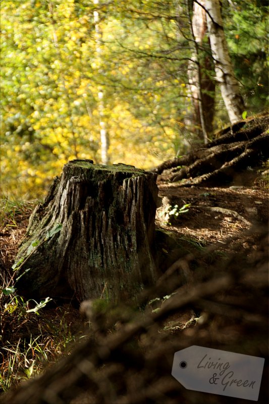 Das Flüstern der Bäume - Herbst Wald