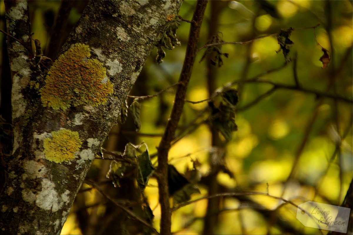 Das Flüstern der Bäume - Herbst Wald