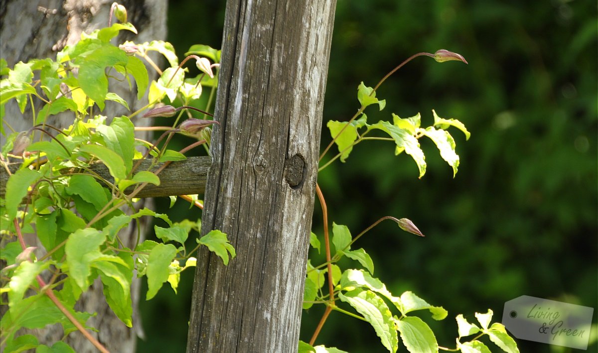 Help me up! *Staudenstützen und Rankhilfen* - Clematis auf Leiter