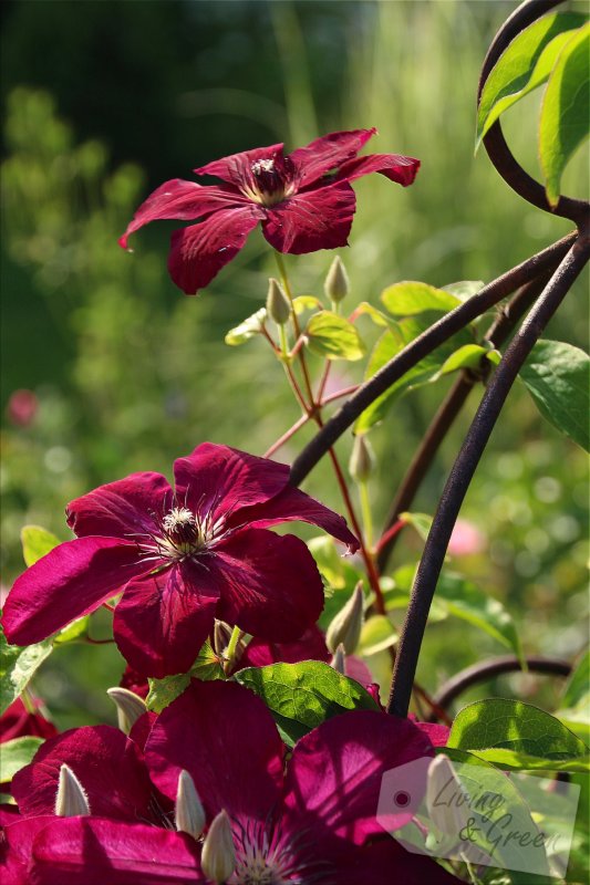 Help me up! *Staudenstützen und Rankhilfen* - Clematis