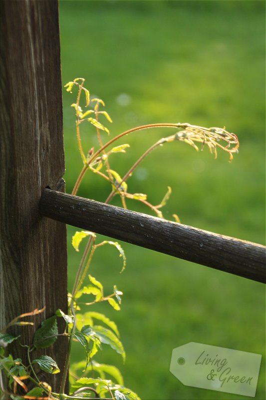 Help me up! *Staudenstützen und Rankhilfen* - Clematis auf Leiter