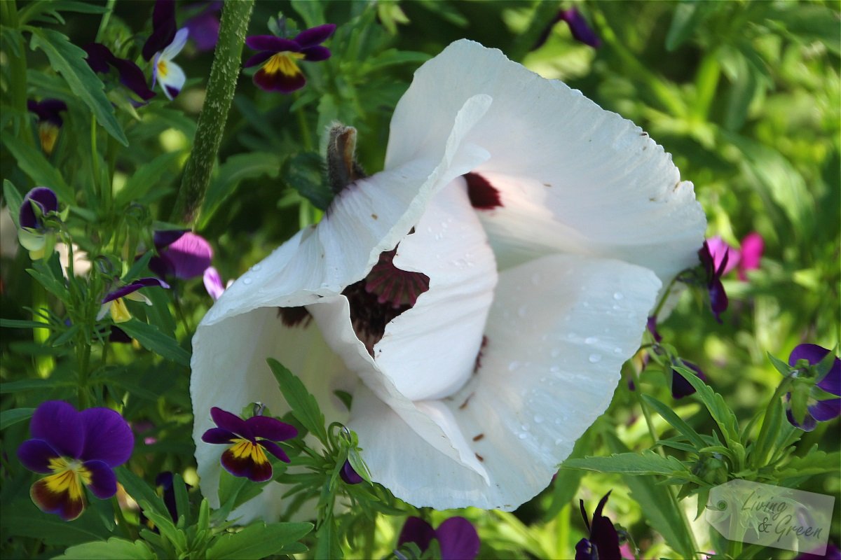 Help me up! *Staudenstützen und Rankhilfen* - Mohn und Hornveilchen