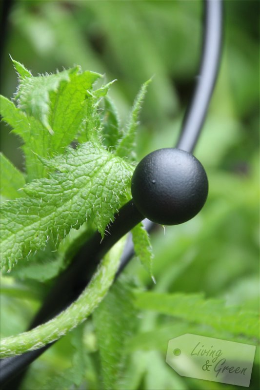 Help me up! *Staudenstützen und Rankhilfen* - Staudenstütze Black Trumpet