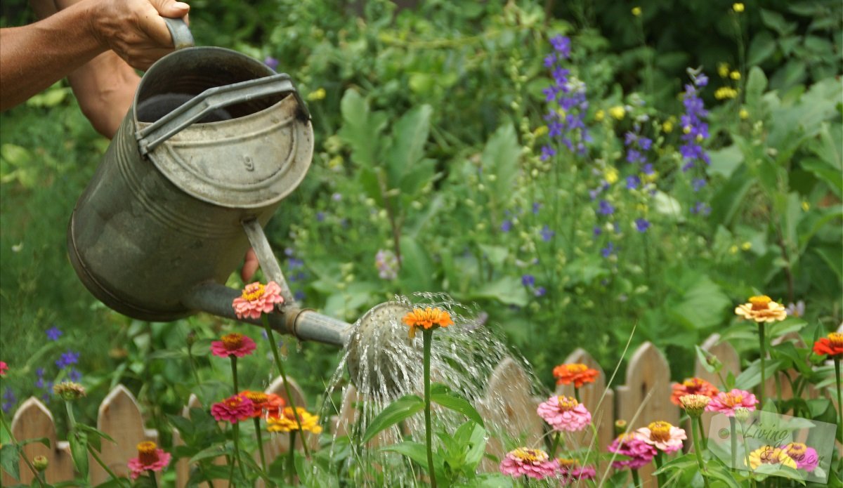Garten-Wellness *effektive Mikroorganismen* - Garten gießen