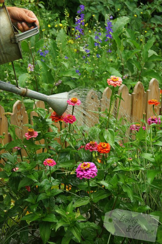 Garten-Wellness *effektive Mikroorganismen* - Garten gießen