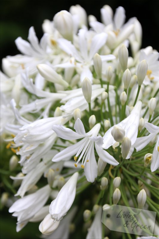 Garten-Wellness *effektive Mikroorganismen* - Agapanthus weiß