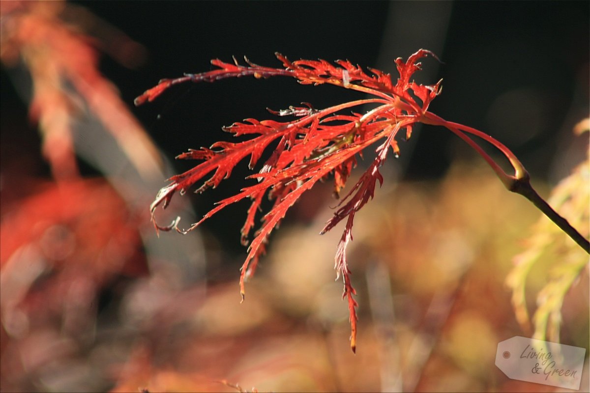Gartenarbeiten im Oktober - rotes Ahornblatt