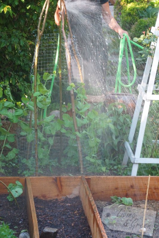 Wasser marsch! *Gieß-ABC* - dehnbarer Gartenschlauch