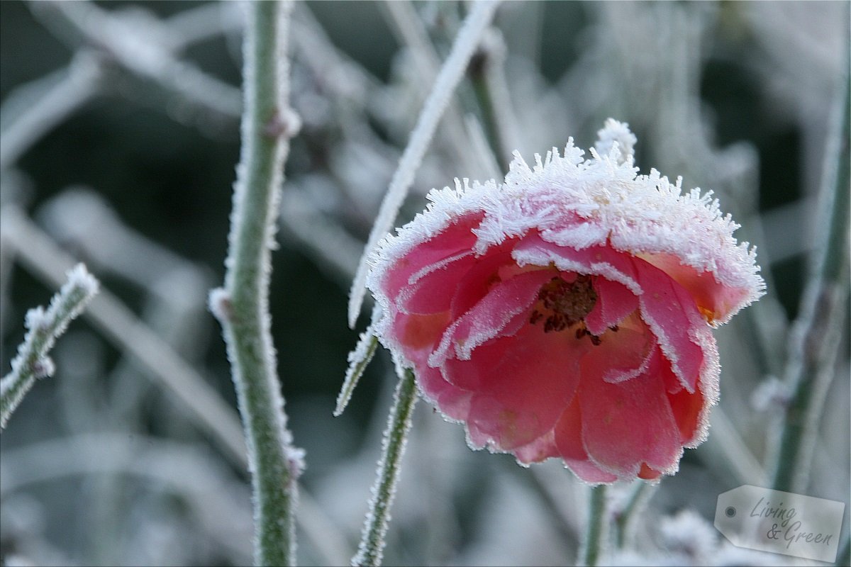 Gartenarbeit im November - Rose mit Reif