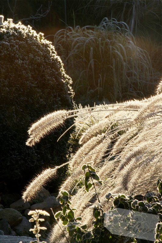 Gartenarbeit im November - Garten mit Reif