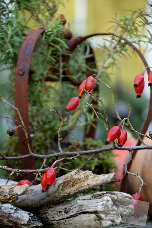 Inspired by Nature  - Eisenkrone mit Hagebutten