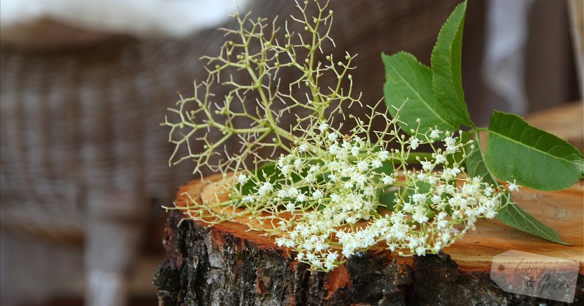 Eine Liebeserklärung * Holunderblüten-Torte * - Holunderblüte