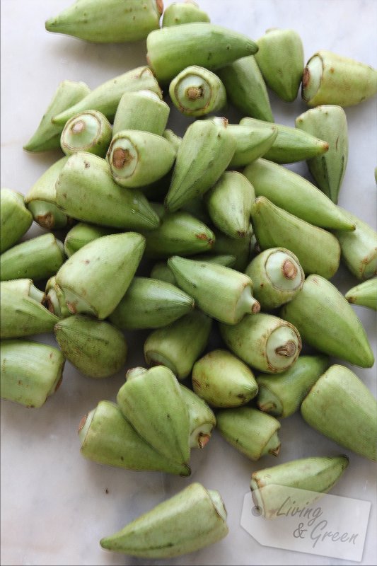 Ohhhhh Okraschonten-Eintopf - Okra