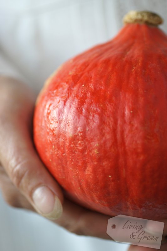 Herbst * Kürbisrezepte * - Kürbis