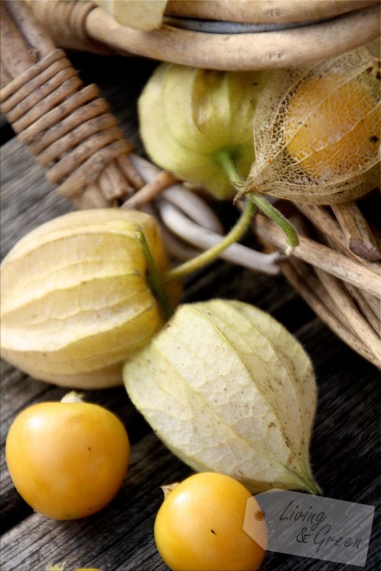 Herbst *Glückskohlehydrate* - Physalis